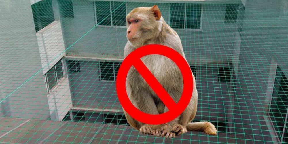 Monkey Safety Nets in Bangalore | Call 9666866225 for Safety Net