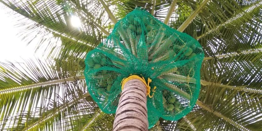 Coconut Tree Safety Nets in Bangalore | Contact us 9666866225